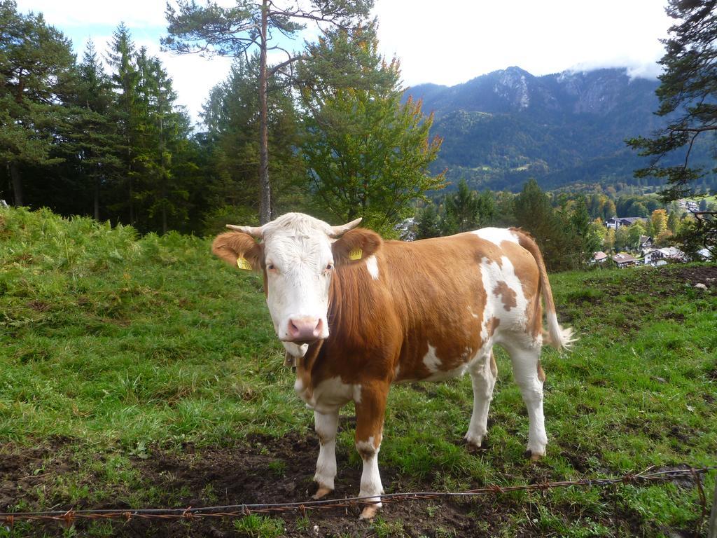 Zum Franziskaner Grainau Bagian luar foto